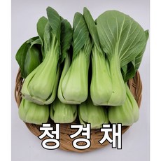 청경채 야채맘, 1kg, 1개
