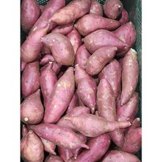 국내산 해남 세척 호박고구마, 1개, 특상 5kg