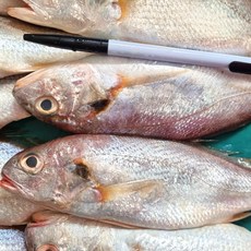백등유가격
