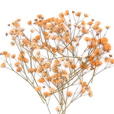 안개꽃 연주황 25줄기 C-04-020