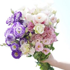 리시안셔스 [계절의꽃] 리시안셔스 생화 화이트 핑크 보라 한단(10대) 꽃배달싼곳 3~4가지 색상 (섞어서1단)