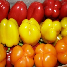 상큼하고 아삭한 맛 국내산 산지직송 빨강 노랑 혼합 피망, 1박스, 2kg