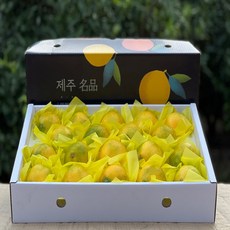 산지직송 달콤상큼 제주 프리미엄 황금향 선물세트 소중대과 12brix 이상, 1박스, 2kg(중과)
