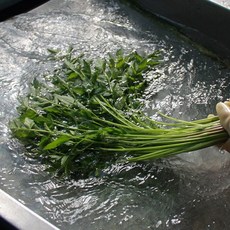 당일수확 청도 한재 미나리, 한재미나리 1kg × 1개, 1개