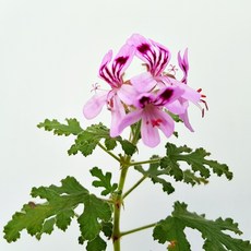 aa5d77f319e2709eab669528810e2baa50d985bdd074202cb5fc00e8e988.jpg