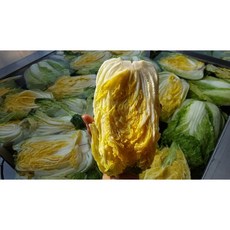 강원도 영월 고랭지 꼬마절임배추 (11/1일부터 11/23일도착 주문가능)010-4814-4837, 1박스, 20kg
