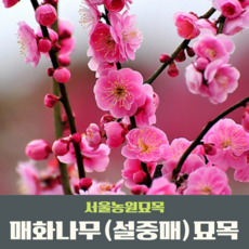서부해당화 TOP01