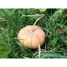 [그린키농원] 늙은호박 중과 4~5kg 내외, 1개, 그린키 늙은호박 4kg~5kg