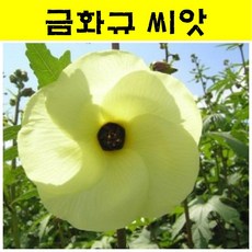 금화규씨앗