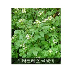 워터크레스