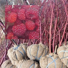 산딸기나무 분달이 결실주, 1개