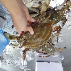 진도꽃게