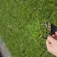 초화화 [4포트] (복남이네 야생화 모종 다육식물 succulent), 1개 - 이미지 2