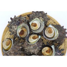 돌고래수산 통영 자연산 뿔소라 1kg, 2개