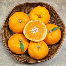윈터프린스 제주윈터프린스 감귤신품종, 1박스, 4.5kg (15~20과)