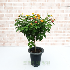 충북하늘위에피어난녹두꽃