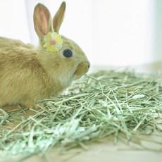 헤이랜드 손질 티모시 2번초 (미국) 토끼 먹이, 손질 티모시2번초 500g, 1개