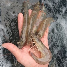 대하1kg