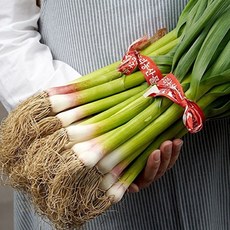 추천5풋마늘김치