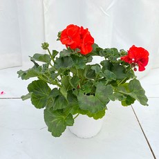 청년농부 이쁜 제라늄 (페라고늄) 3색 이쁜꽃 핑크꽃 빨간꽃 향기좋은꽃, 빨강