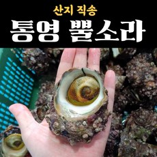 손질국산가리비