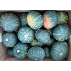 산지직송 고당도 미니단호박 단호박 못난이단호박 국내산단호박 달달밤호박, 1박스, 3kg