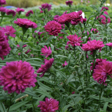 복남이네야생화 aster-그렘린 플럼 [4포트] 공작아스타 겹꽃자주 (10cm포트 아스타 가을꽃 모종)