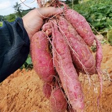 기타 산지직송 해남 밤고구마 2kg(중상), 상세페이지참조, 1개