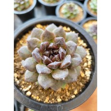 도테라야로우폼