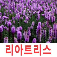 리아트리스