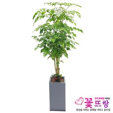 꽃뜨랑 개업화분 전국당일꽃배달 스투키 행운목 금전수 황금죽, 1개, a06 대박나무