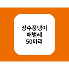  장수풍뎅이 애벌레 50마리 장수풍뎅이 떼 몰고가세요 유치원 학교 관공서 생태체험장 단체 구매 전용 도매 