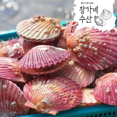 [장가네수산]생산자직판 통영 세척 홍가리비1kg /비단가리비 1kg 관자 구이 캠핑(평일오후2시이전까지 당일발송), 홍가리비 1kg(30미내외)