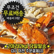 러시아산 자숙 대게 2kg(2마리) /동해시 직배송/ 수율 80%이상 살이 꽉찬 맛있는 대게, 2개