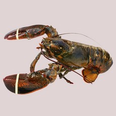 브랜드없음 캐나다산 살아있는 랍스타 항공 수입직송 도매 크레이피쉬, 랍스타 1kg(500g×2마리), 1개