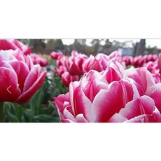 추천8튤립키우기