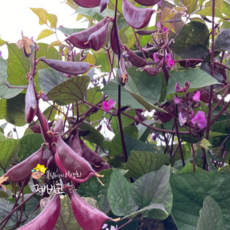 보라색식용꽃