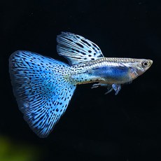 1231612e4f1dcac2ed1cda13fb6d6504b5c0827f55ace4f8aec7eca71b55.jpg