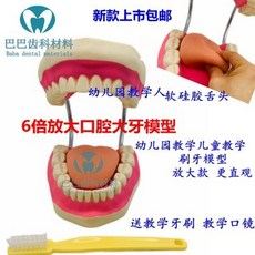 구강교육치아모형대형