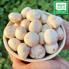 역전의부자농부 친환경 인증 무농약 부여 풀마을 양송이 버섯, 가정용(못난이버섯), 1박스, 500g