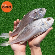 침조기 제수용 긴가이석태 반건조 생선 손질 보리굴비 민어조기, 침조기(소), 10개, 100-120g/23cm 내외