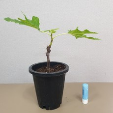 무화과나무 1년생 화분채배송