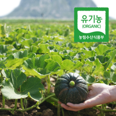 유기농 제주 미니단호박 밤호박 보우짱, 1개, 미니단호박 3kg