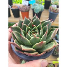 런던라이팅뫼비우스