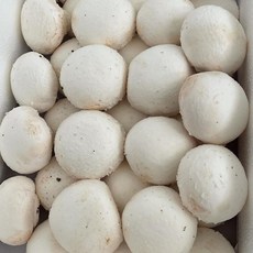 [초록창]차원이 다른 신선함 충남보령양송이 특품1kg