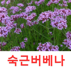 (성실D)숙근버베나(버들마편초)(5치 화분) 3개