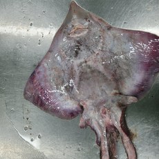 국내 신안산 홍어5.5kg 한마리(숫치), 통째로, 1개