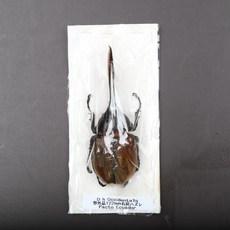 Dynastes hercules occidentalis 옥시덴탈리스 헤라클레스장수풍뎅이 건조표본, 헤라- 옥시덴탈리스아종 수컷 122mm, 1개