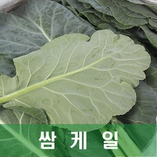 야채맘 케일 쌈케일 2kg 1박스, 1개
