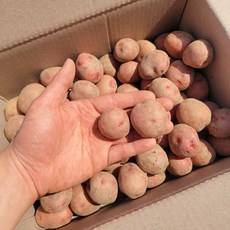 국내산 2023년도 햇 홍감자 속이 노란 카스테라 감자 중소사이즈 조림용 쫄사이즈 3kg 5kg 10kg [노블프레쉬], 1개